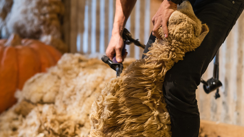 Sheep being sheared