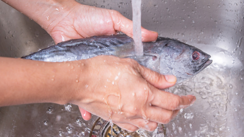 hands washing and cleaning tuna mackarel