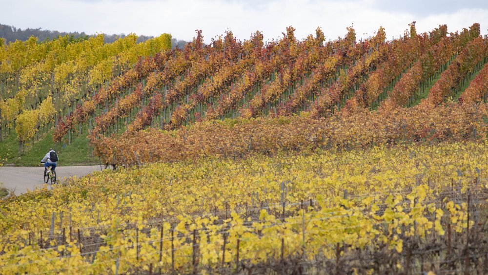 Vineyards in Germany in the fall