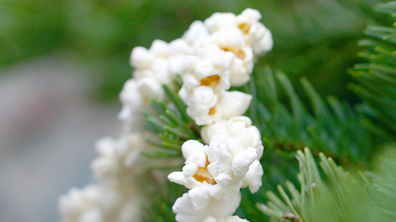 Popcorn garland