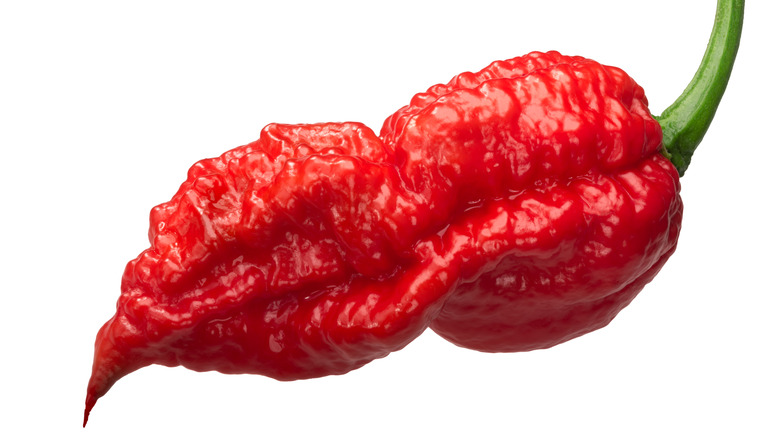 Closeup of a red ghost pepper with stem