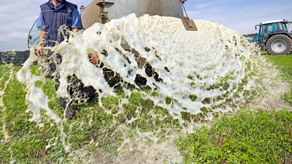 A farmer dumping dairy milk