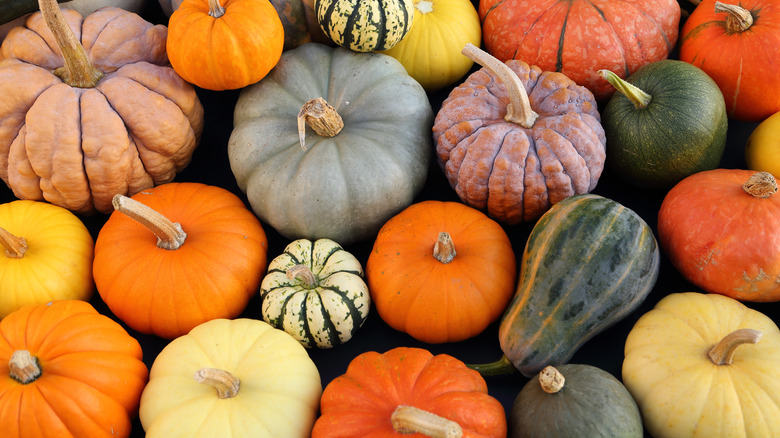 Different types of pumpkins