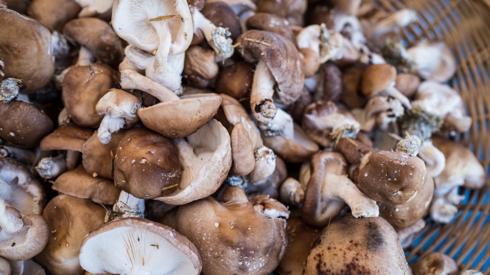 Shiitake mushrooms in a basket 