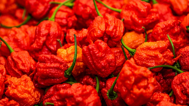 Carolina Reaper peppers