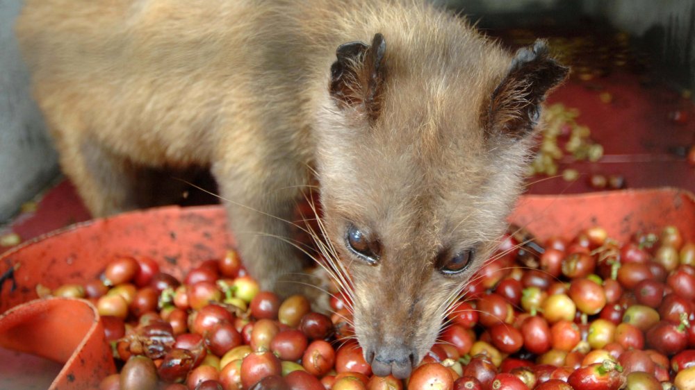 Civet eating coffee cherries