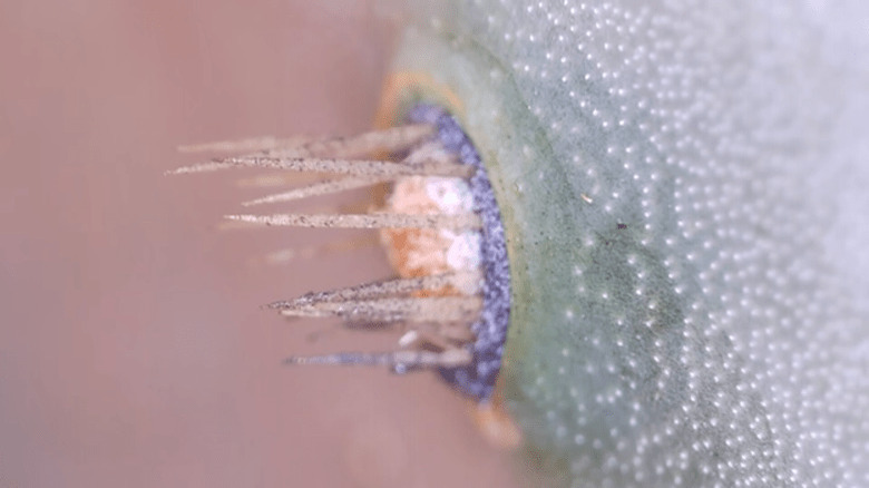 Tiny glochidia thorns on a cactus paddle 