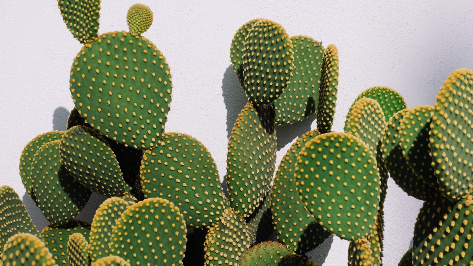 Cactus Cleaner Removing thorns from nopales 