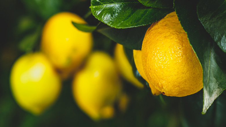 Lemons and green leaves growing on a plant