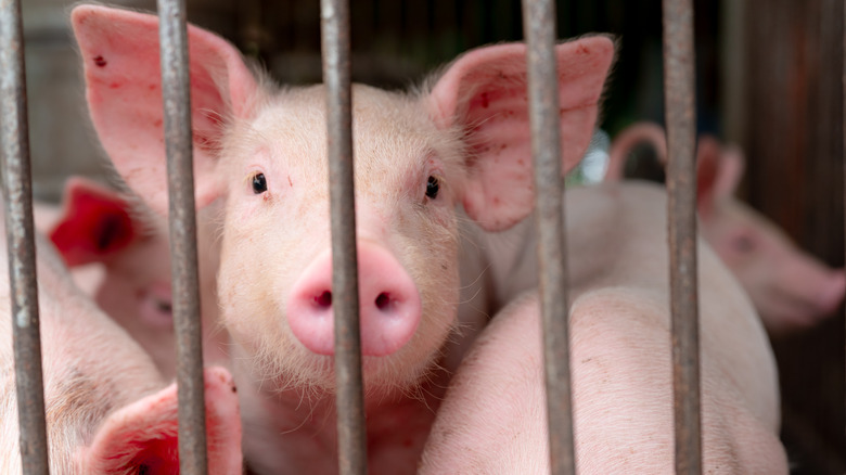 drove of pigs behind cage 