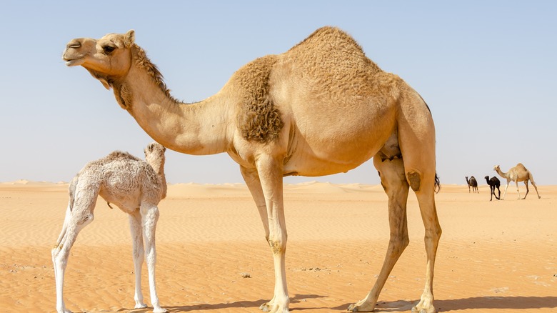 A camel and her baby in the desert