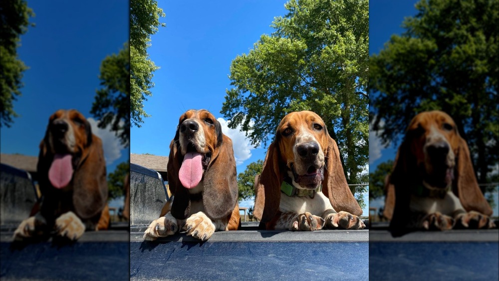 Ree Drummond's Bassett Hounds