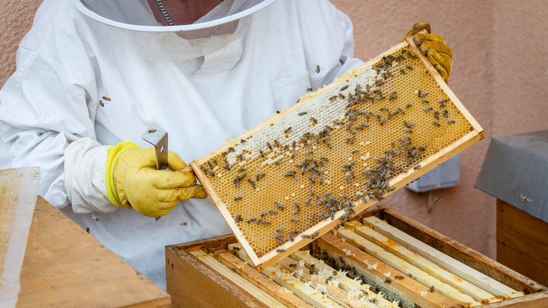 Beekeeper looking at honey comb