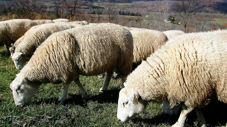 Sheep grazing