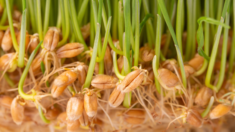 Germinated wheat grain