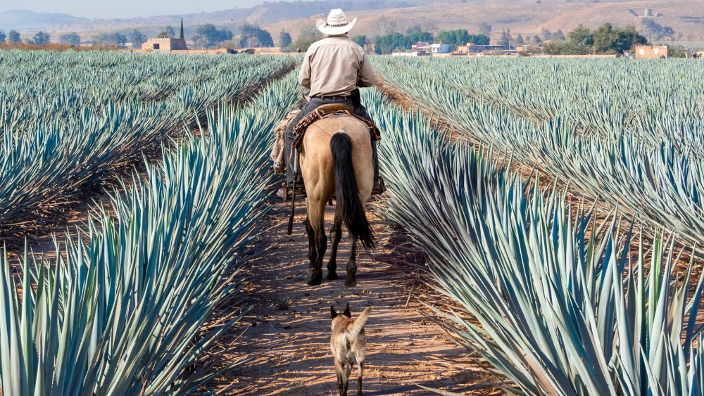 Fields of blue agave in Mexico 