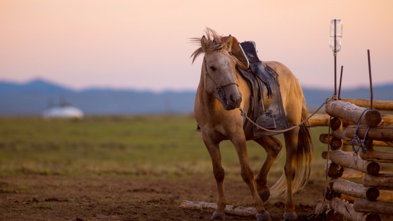 Mongolia horse 