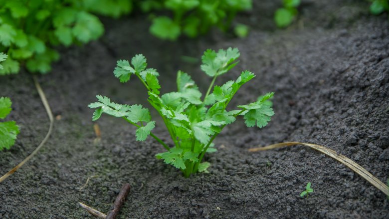 Coriander plant 