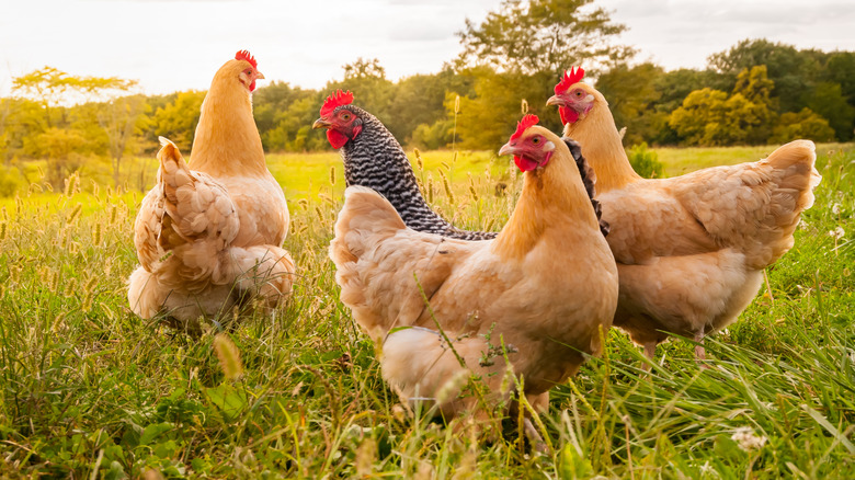 free range chickens on farm