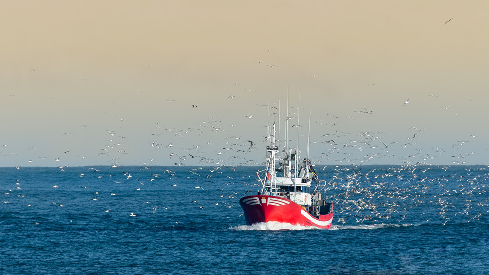 Fishing boat in the ocean with birds