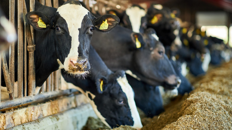 Dairy cows feeding