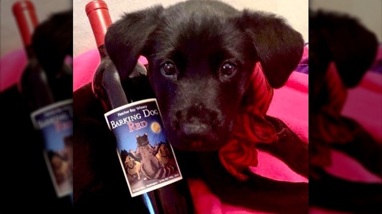 red wine blend with puppy