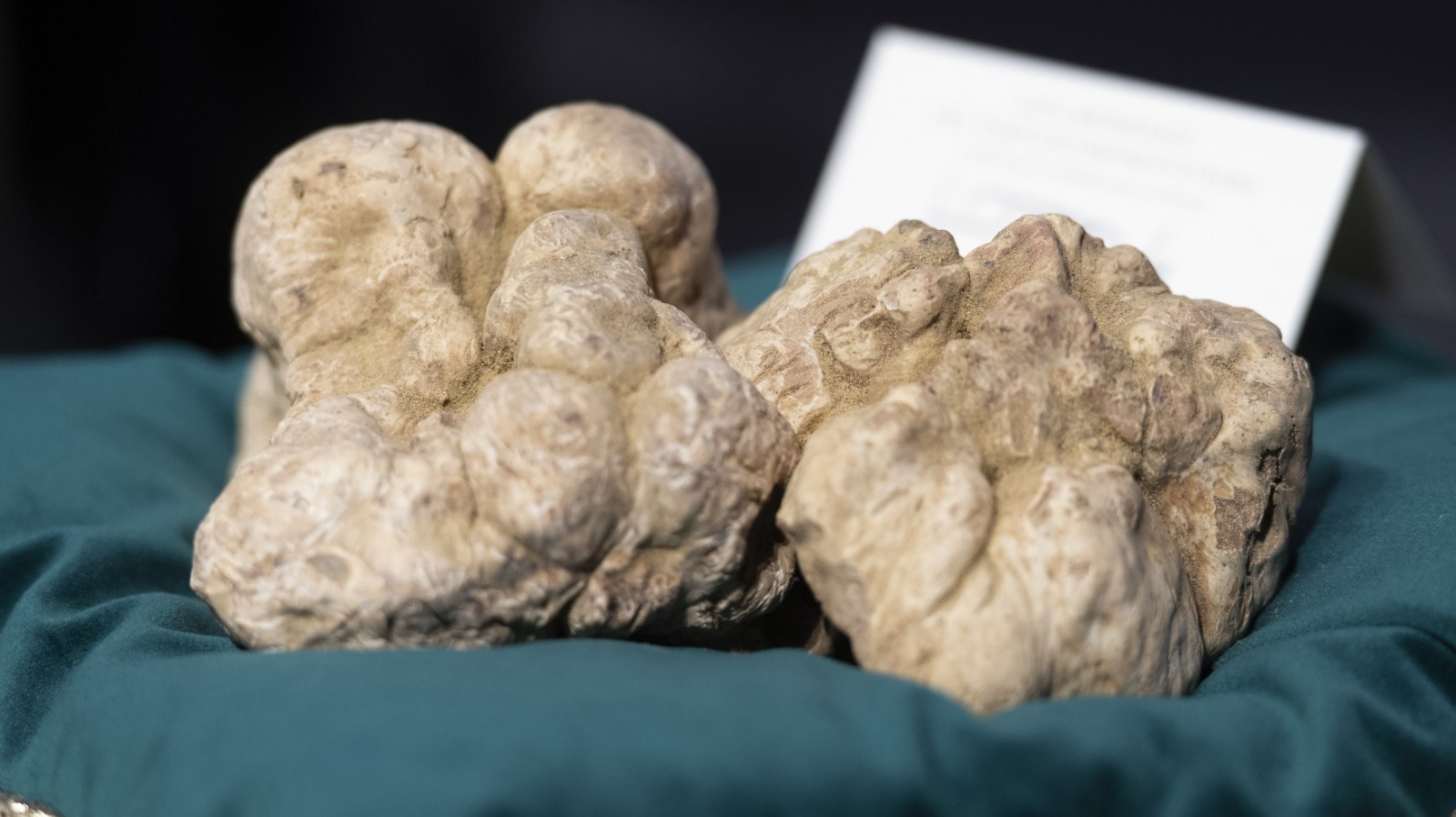 https://www.mashed.com/img/gallery/this-massive-white-truffle-just-sold-for-over-100000/l-intro-1637364753.jpg