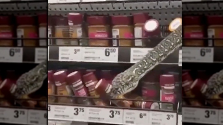 Snake emerging from the spice rack