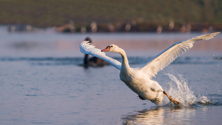 Swan flying out of water 