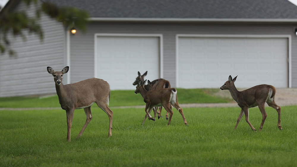 Deer in a backyard