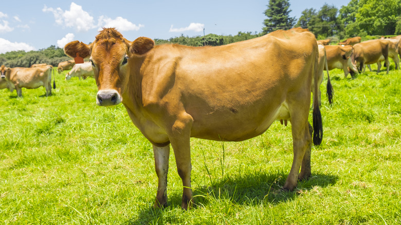 Pasture-raised Jersey cows are used to make Animal Farm butter