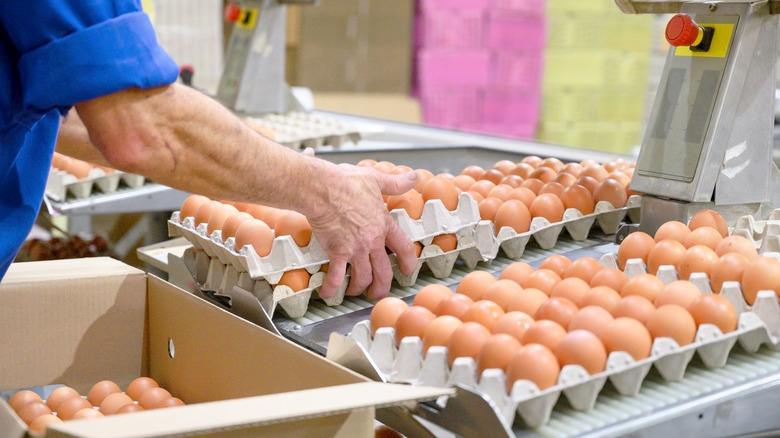 Person in a blue shirt packing eggs