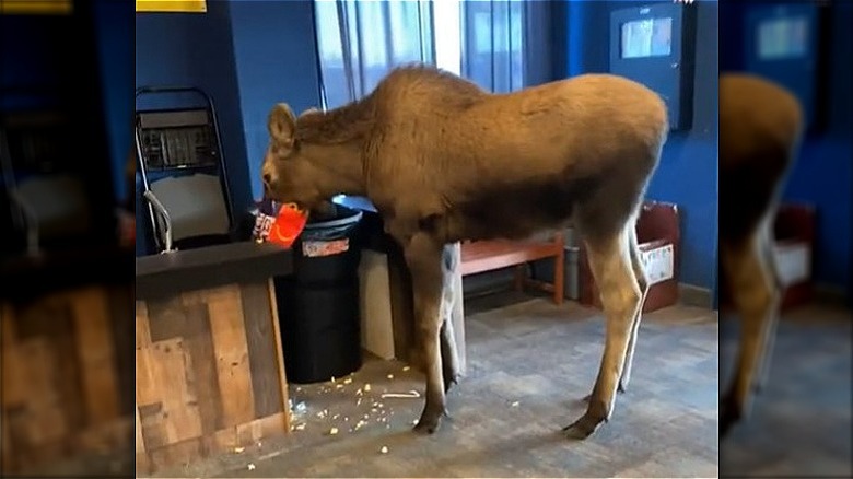 Kenai movie theater moose eating trash