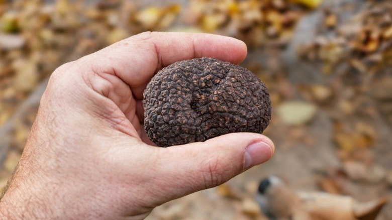 Hand holding black winter truffle against outdoor background