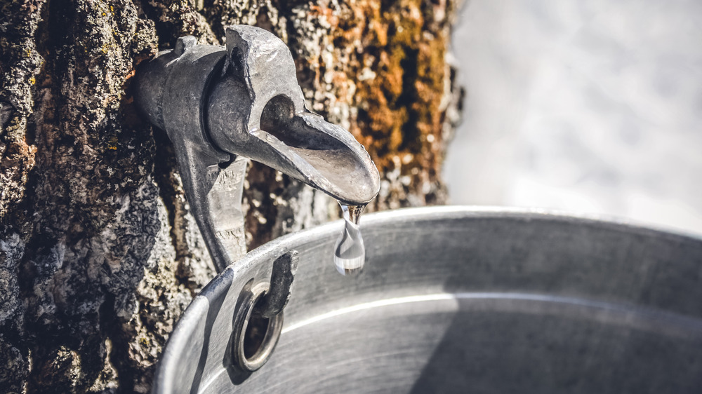 A drop of maple sap coming out of a tree