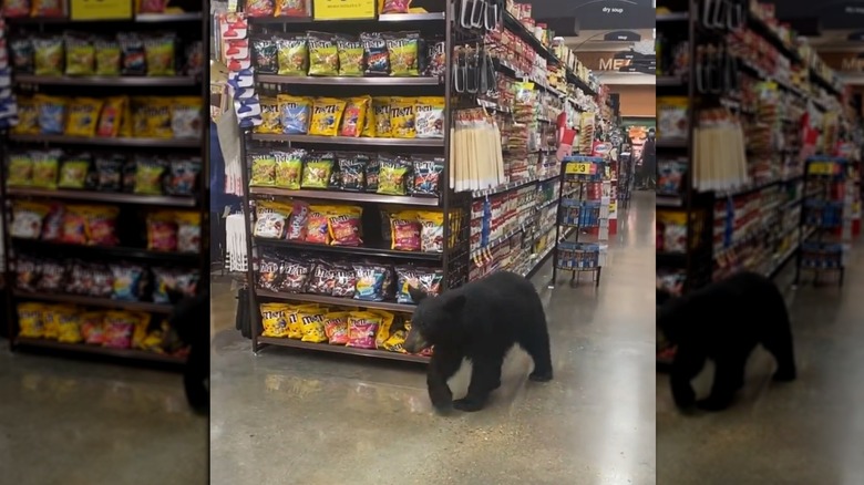 Bear going shopping at Ralphs