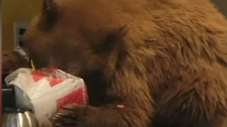 Bear with its head in a KFC bucket