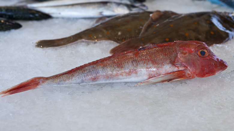 Fresh fish with eyes on ice 