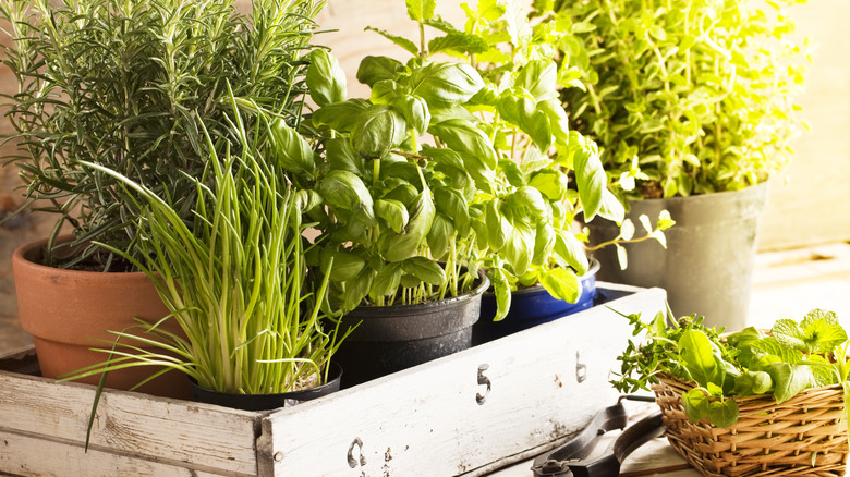 potted herbs