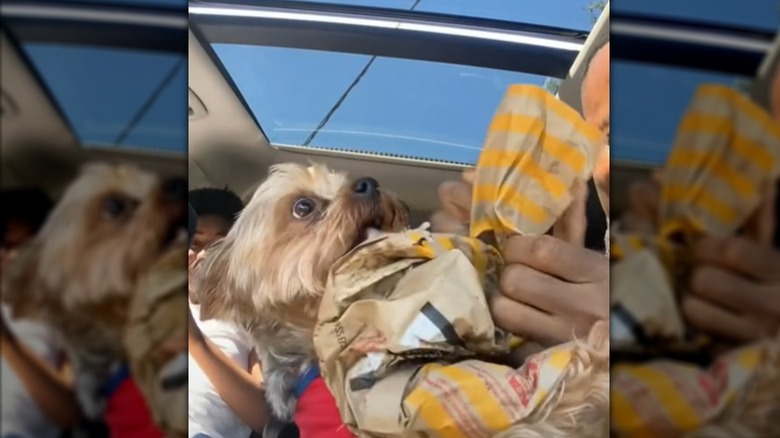 Dog in car with McDonald's