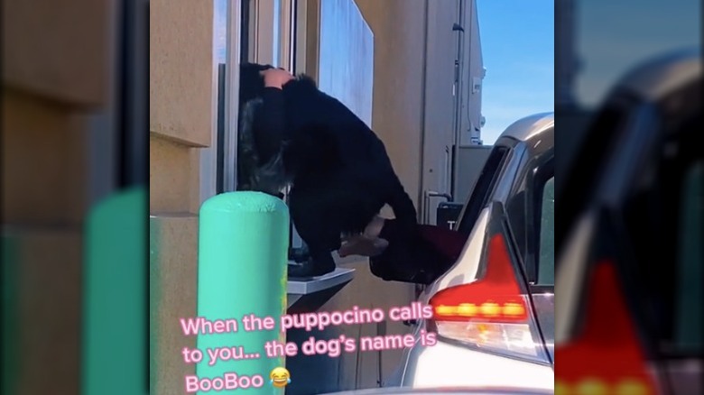 A screenshot of a dog in a video clip 