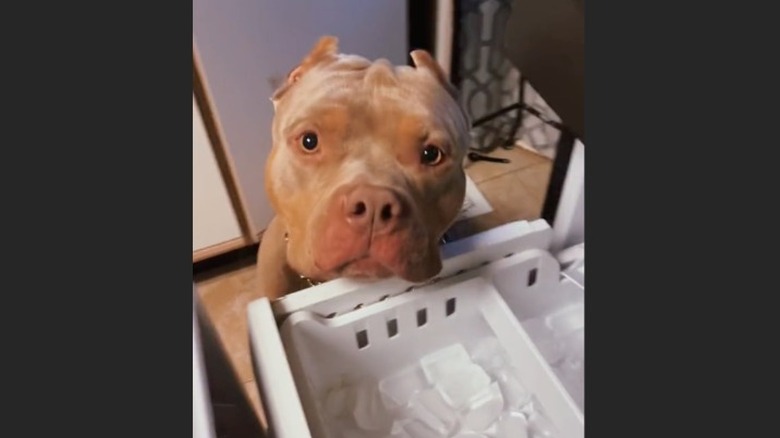 Dog and ice tray