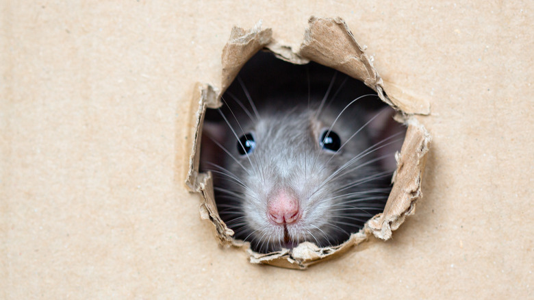 Rat peeping through a hole