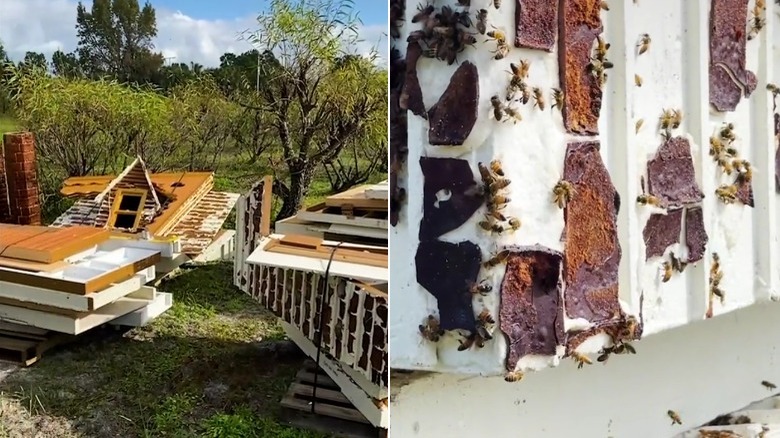 Bees eating icing from wooden structures