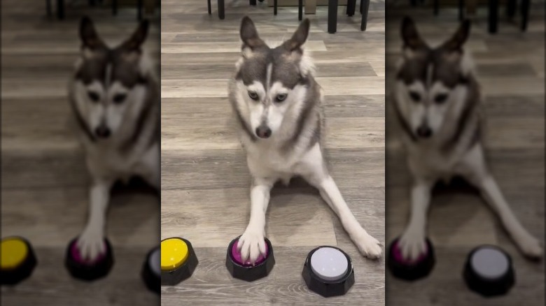 pomsky pressing a button