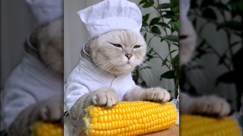 Chef kitty prepares corn