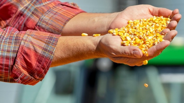 Hands full of corn kernels