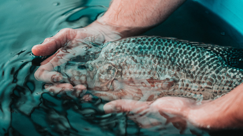 Man holding a tilapia fish