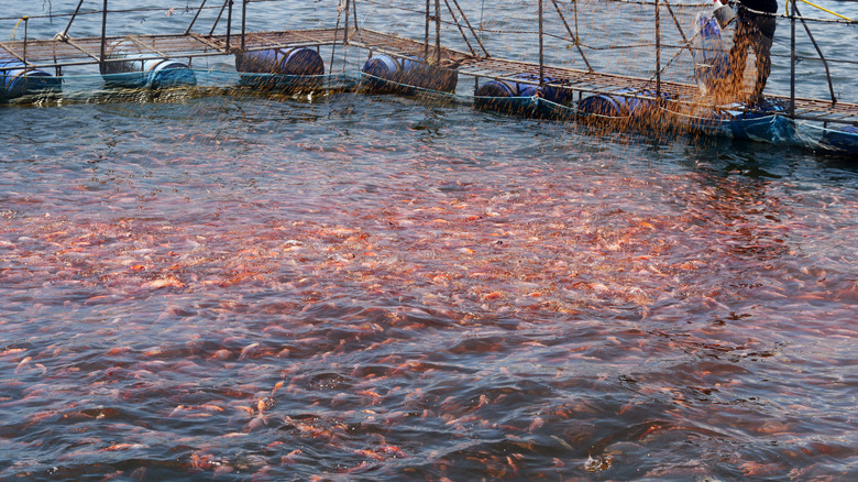 Tilapia farm in a lake