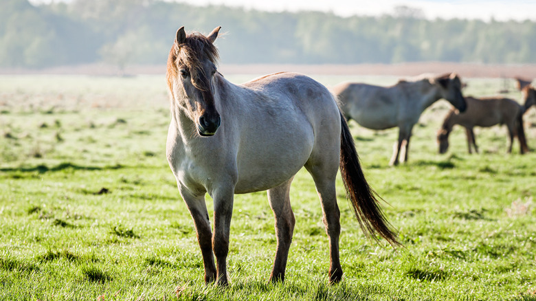 semi-wild Polish horses